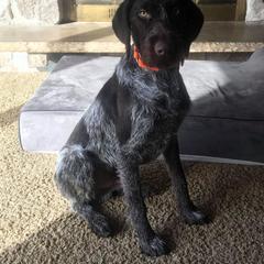German Wirehaired Pointer All Grown Up from Osborne’s Wirehairs
