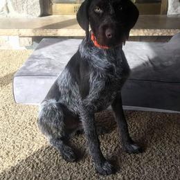 German Wirehaired Pointer All Grown Up from Osborne’s Wirehairs