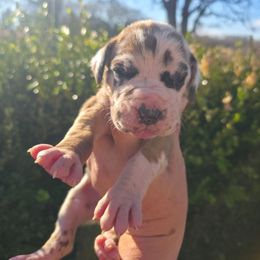 Rose - Harlequin female Great Dane puppy in Granby, Missouri from HCR Great Danes