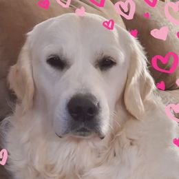 Floyd of Rosedale - Golden Retriever