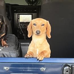 Wally - Dachshund