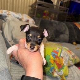 Pup A - White black and tan male Toy Fox Terrier puppy in Clermont, Florida from Debbie Hiles's Toy Fox Terriers