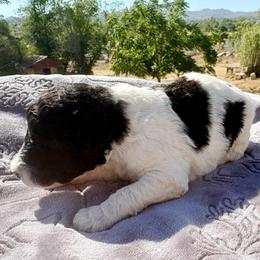 Ares (wMiriam) - Parti male Poodle puppy in Meadowbrook, California from Standard Poodle Pups