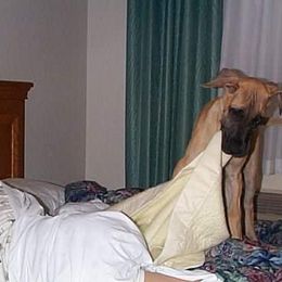 Great Dane Puppies from DaneDreams