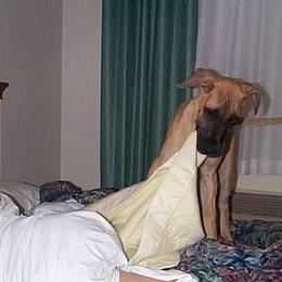 Great Dane Puppies from DaneDreams