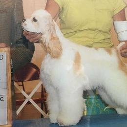 Cocker Spaniels from Sefirot