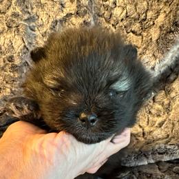 Steal - Wolf sable male Pomeranian puppy in Scio, Oregon from Mac Daddy Poms