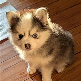 Super tiny - Black and white female Pomsky puppy in Charlotte, Michigan from Moore Pomskies