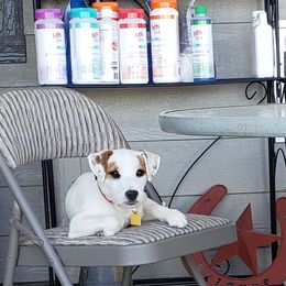 Yodi - Jack Russell Terrier