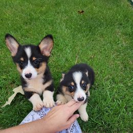 Boy 1 - Black and tan male Pembroke Welsh Corgi puppy in Rockmart, Georgia from Parker's Pembrokes