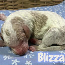 Blizzard - Parti male Goldendoodle puppy in Ellenburg Center, New York from Kristin's Puppies
