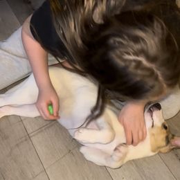 Collie Puppies from Lakeside Collies