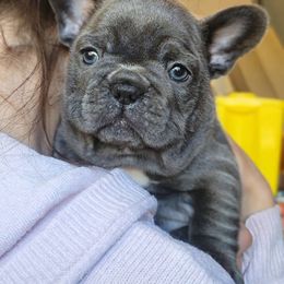 French Bulldog Puppies from Emeraldfrenchies