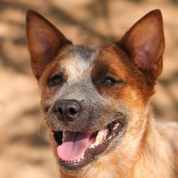 Maya - Australian Cattle Dog