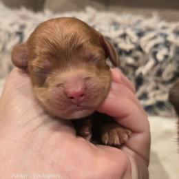 M2 - Red male Cockapoo puppy in Perry, Arkansas from Parker's Cockapoos