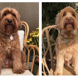 Australian Labradoodle puppies from Little Farmstead Labradoodles