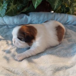 Shih Tzu Puppies from N.F.S.T Imperial ShihTzu Puppies.