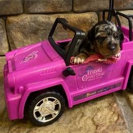 FRECKLES. CKC FULL RIGHTS - Dapple female Dachshund puppy in Elizabethtown, Kentucky from Teeny Tiny Puppy Tails