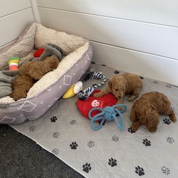 Poodle Puppies from Bruno & Co. Puppies