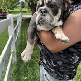 Fred - Blue tri-color male Bulldog puppy in Berea, Kentucky from Bully Life Farms