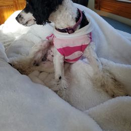 Chyna - Poodle