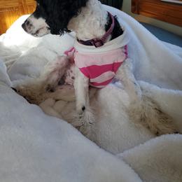 Chyna - Poodle