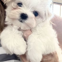 Maltese Puppies from Bella Dolce Maltese