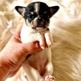 Tiffany - Black and white female Chihuahua puppy in Allentown, Pennsylvania from Tsunami Cockers & Chihuahuas