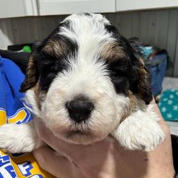 Abstract parti Pink - Black and white female Bernedoodle puppy in Petersburg, Michigan from Brittany’s Mini Bernedoodles