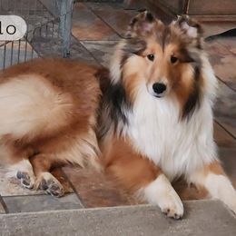 Kudo - Shetland Sheepdog