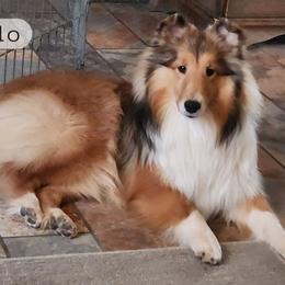Kudo - Shetland Sheepdog