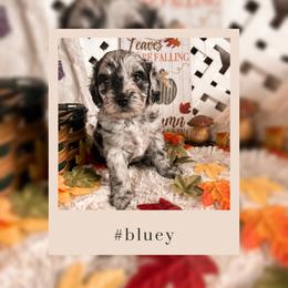 Goldendoodle Puppies from The Dood Effect