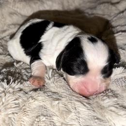 Two dots boy - Black and white male Cavapoo puppy in Redding, California from Lipscomb Doodles
