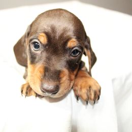 Dachshund Puppies from Mulberry Dachshunds