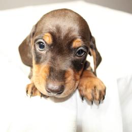 Dachshund Puppies from Mulberry Dachshunds