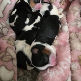 Biewer Terrier Puppies from Brandon Boyd