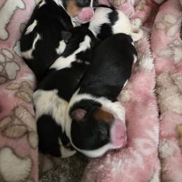 Biewer Terrier Puppies from Brandon Boyd