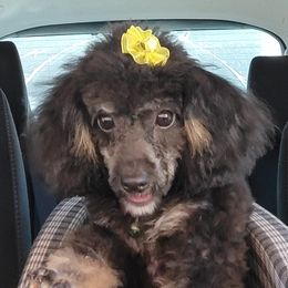 Kiki - Poodle