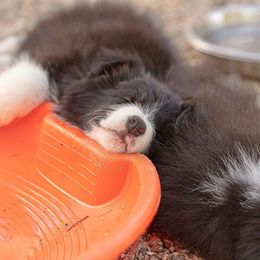 Border Collie Puppies from Balmoral Border Collies