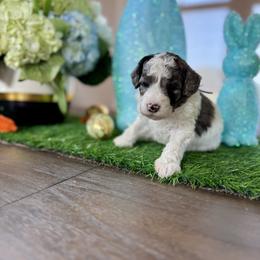 Lilac collar - White female Cavapoo puppy in Indiahoma, Oklahoma from Farm Fresh Doodles