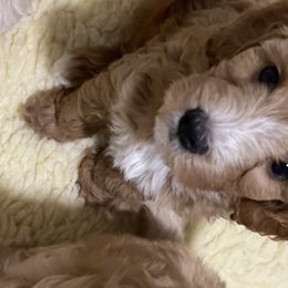 Goldendoodle Puppies from Salty River Doodles
