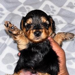 Spanky 2000 - Black and tan male Yorkshire Terrier puppy in Gastonia, North Carolina from Banks Dynasty Kennel