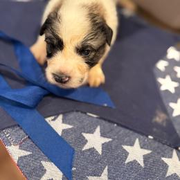Mr Blue - White and badger male Great Pyrenees puppy in Idaho from Portneuf Range Pyrenees