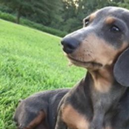 Dachshunds from Turner Delightful Dachshund Farm