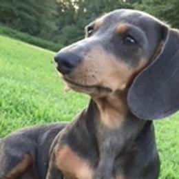 Dachshunds from Turner Delightful Dachshund Farm