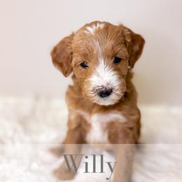 Willie - Red  male Goldendoodle puppy in Melba, Idaho from KZ Doodles