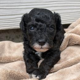 Bon Bon - Phantom female Poodle puppy in Fort Scott, Kansas from The Puppy Acres
