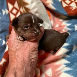 Ruger - Chocolate and white male Chihuahua puppy in Fallon, Nevada from Blue Chihuahuas of Nevada