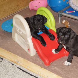 Cane Corso Puppies from Knights Watch Cane Corso