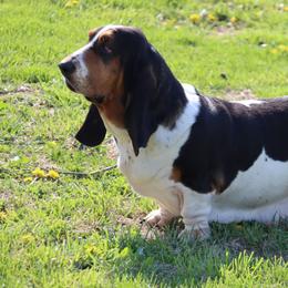 Banjo - Black brown and white female Basset Hound puppy in Pollock, Missouri from Northstar